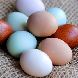 ONE MONTH SUBSCRIPTION Bellwethers Landing Farm Fresh Eggs